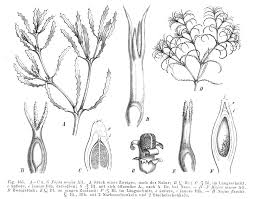 Attēlu rezultāti vaicājumam “Najas major”