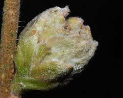 Attēlu rezultāti vaicājumam “Corylus avellana bud”