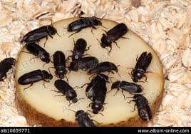 Attēlu rezultāti vaicājumam “Bolitophagus reticulatus larva”