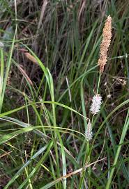 Attēlu rezultāti vaicājumam “Cyperaceae”