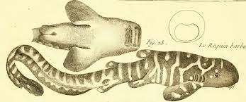 Image result for Stegostoma tigrinum