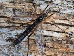 Attēlu rezultāti vaicājumam “Dictenidia bimaculata”