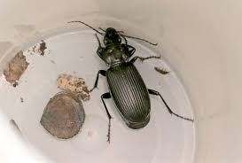 Attēlu rezultāti vaicājumam “Pterostichus niger”