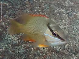 Image result for Lutjanus jocu