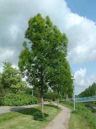 Attēlu rezultāti vaicājumam “Fraxinus excelsior”