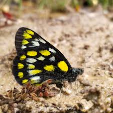 Attēlu rezultāti vaicājumam “Pieridae”
