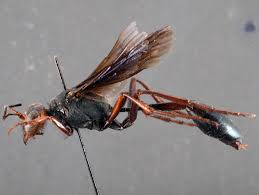 Attēlu rezultāti vaicājumam “Ammophila sp.”