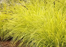 Attēlu rezultāti vaicājumam “Carex elata flower”