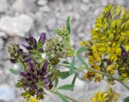 Attēlu rezultāti vaicājumam “Medicago x varia  flower”