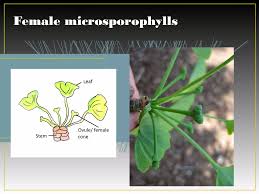 Attēlu rezultāti vaicājumam “Ginkgo biloba female flower”