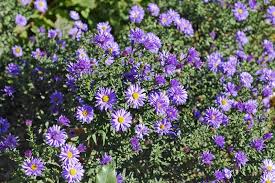Image result for Aster alpinus