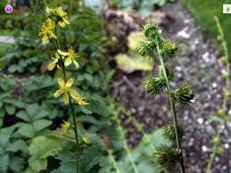 Attēlu rezultāti vaicājumam “Agrimonia eupatoria fruit”