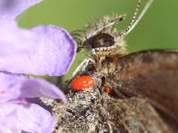 Attēlu rezultāti vaicājumam “Erebia aethiops underside”