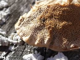 Attēlu rezultāti vaicājumam “Coriolopsis trogii”