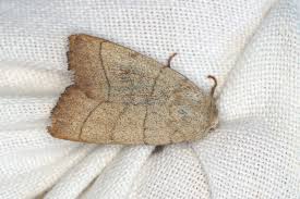 Attēlu rezultāti vaicājumam “Charanyca trigrammica”