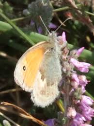 Attēlu rezultāti vaicājumam “Coenonympha pamphilus underside”