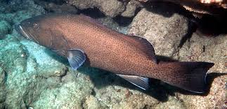 Image result for Mycteroperca interstitialis