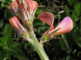 Attēlu rezultāti vaicājumam “Onobrychis arenaria”