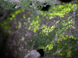 Attēlu rezultāti vaicājumam “Schistostega pennata”