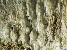 Attēlu rezultāti vaicājumam “Pertusaria leioplaca”