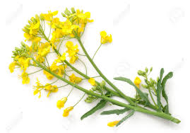 Attēlu rezultāti vaicājumam “Brassica napus flower”
