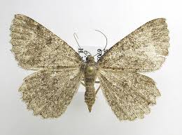 Attēlu rezultāti vaicājumam “Charissa ambiguata”