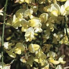 Attēlu rezultāti vaicājumam “Cytisus scoparius flower”
