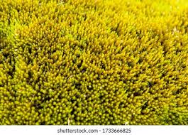 Attēlu rezultāti vaicājumam “Bryum schleicheri”