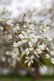 Attēlu rezultāti vaicājumam “Amelanchier spicata flower”