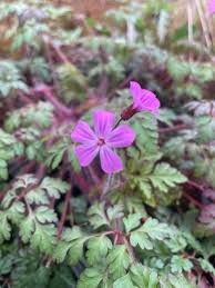 Attēlu rezultāti vaicājumam “Viola hirta leaf”