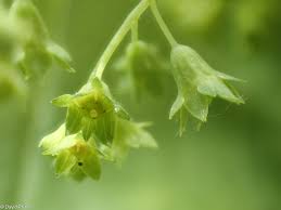 Attēlu rezultāti vaicājumam “Alchemilla subcrenata”