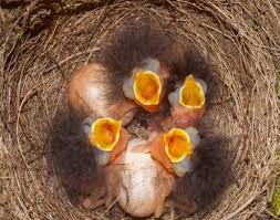 Attēlu rezultāti vaicājumam “Erithacus rubecula nest”