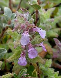 Attēlu rezultāti vaicājumam “Blysmus compressus flower”
