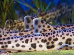 Image result for Scyliorhinus stellaris