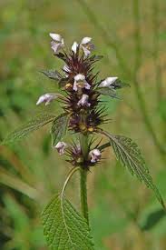 Attēlu rezultāti vaicājumam “Galeopsis tetrahit”