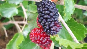 Attēlu rezultāti vaicājumam “Morus alba”