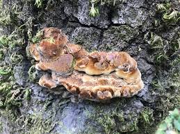 Attēlu rezultāti vaicājumam “Phellinus”