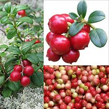 Attēlu rezultāti vaicājumam “Vaccinium vitis-idaea fruit”