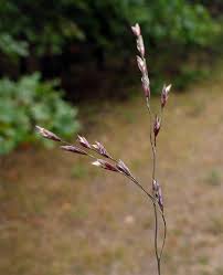 Attēlu rezultāti vaicājumam “Poa humilis”