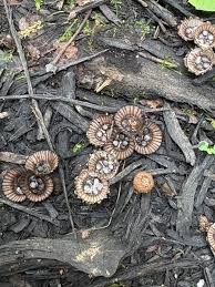 Attēlu rezultāti vaicājumam “Metatrichia floriformis stalked”