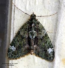 Attēlu rezultāti vaicājumam “Chloroclysta siterata”