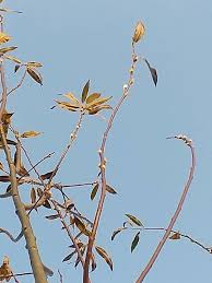 Attēlu rezultāti vaicājumam “Salix daphnoides”