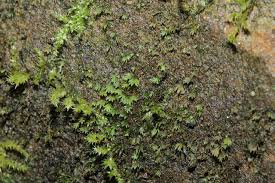 Attēlu rezultāti vaicājumam “Fissidens pusillus”