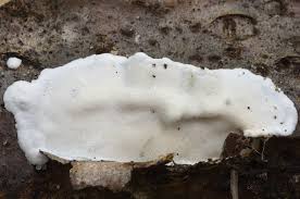 Attēlu rezultāti vaicājumam “Skeletocutis nivea”