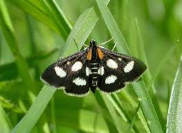 Attēlu rezultāti vaicājumam “Anania funebris”