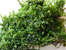 Attēlu rezultāti vaicājumam “Jungermannia sphaerocarpa”