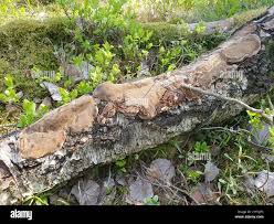 Attēlu rezultāti vaicājumam “Phellinus laevigatus”
