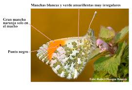 Attēlu rezultāti vaicājumam “Anthocharis cardamines underside”