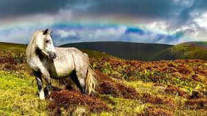 Image result for Long Mynd