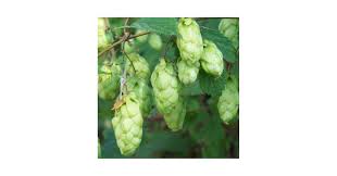 Attēlu rezultāti vaicājumam “Humulus lupulus fruit”